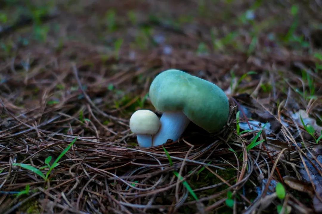 暴雨過后，云南人該做這件事了