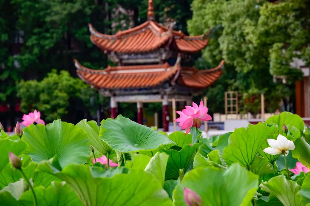 夏日云南這些地方荷花早已盛放,或潔白素雅、或紅如胭脂等你來(lái)賞荷