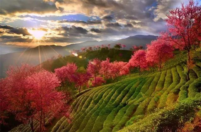 云南旅拍地推薦：云南無量山櫻花谷，春天到達最早的地方