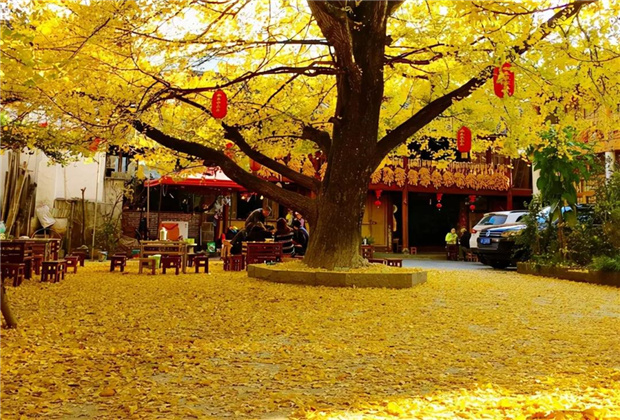 云南傳媒公司：騰沖銀杏村：許你一個(gè)金色的童話世界??！