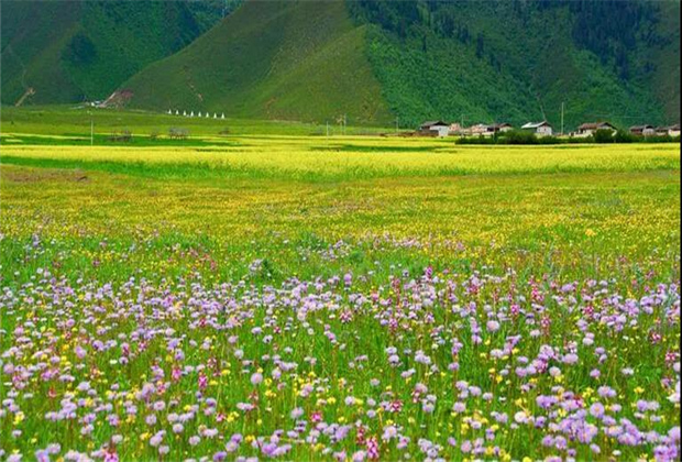 云南傳媒公司：納帕海大草原——一半是湖泊，一半是草原
