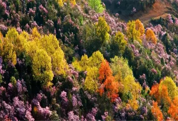 云南傳媒公司：轎子雪山即將迎來(lái)最盛花期，滿山杜鵑美哭了