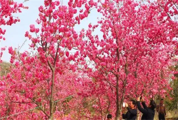 云南旅拍地推薦：撫仙湖的櫻花開了，太震撼了?。? /></a>
                            </div>
                            <div   id=