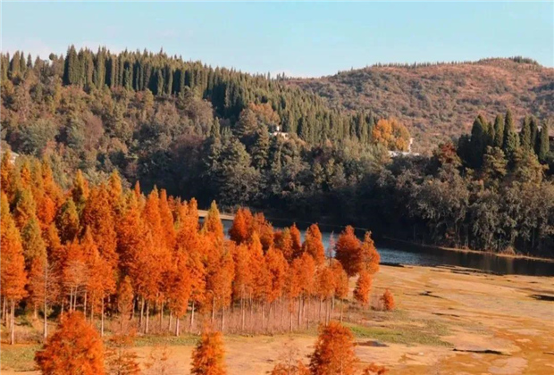 云南傳媒公司：水杉紅了，冬天的昆明美爆了！