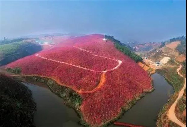 云南傳媒公司：美爆了！3800畝櫻花開(kāi)了，宜良山后櫻花谷等你來(lái)！