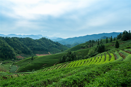 云南旅游 普者黑深藏在云南群山中的人間絕色！美在隨風(fēng)搖曳的萬畝荷花海